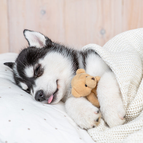 Your Dog's Pawsonality Counts!