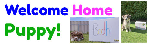 Welcoming Home A New Puppy Into Your Home