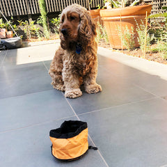 Portable Water Bowl