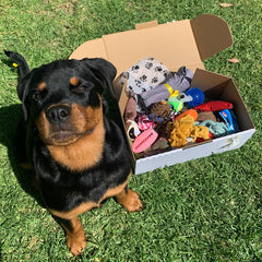 Rottweiler sitting with Extra Large Customised box from Presents For Paws