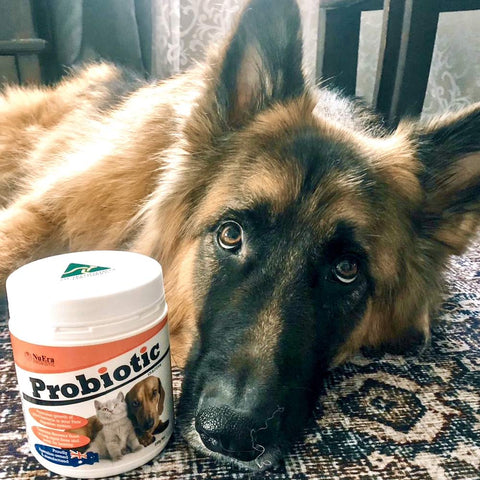 Anuera® ANIMAL NUTRITION Natural Australian Probiotic For Dogs 250g (Includes Delivery)