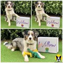 Customised Dog Present Box : Medium - Upto 10 Items