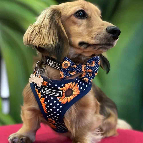 Lottie Lou Collars (price includes delivery)