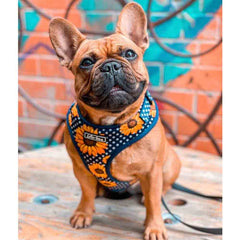 Lottie Lou Harnesses (price includes delivery)