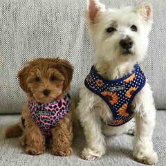 Lottie Lou Harnesses (price includes delivery)
