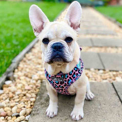 Lottie Lou Harnesses (price includes delivery)