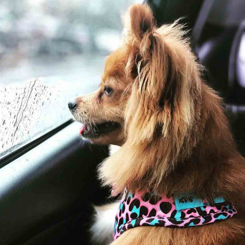 Lottie Lou Harnesses (price includes delivery)