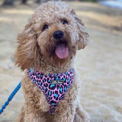 Lottie Lou Harnesses (price includes delivery)